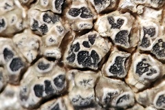 Aspicilia knudsenii