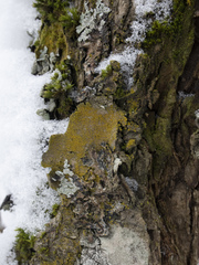 Biatora efflorescens