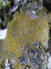 Biatora efflorescens