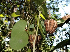 Aristolochia carterae