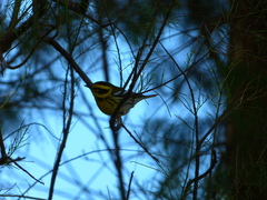 Setophaga townsendi