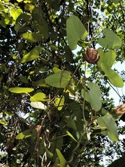 Aristolochia carterae