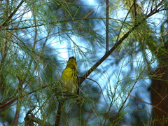 Setophaga townsendi