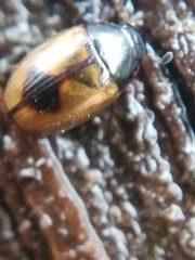 Cercyon unipunctatus