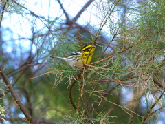 Setophaga townsendi