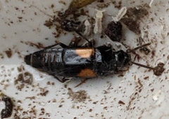 Tachinus subterraneus