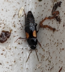 Tachinus subterraneus