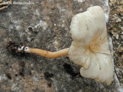 Clitocybe cistophila