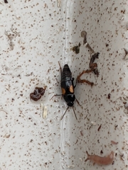 Tachinus subterraneus