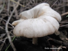 Clitocybe cistophila