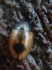 Cercyon unipunctatus
