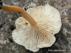 Clitocybe cistophila