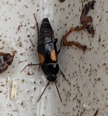 Tachinus subterraneus