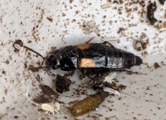 Tachinus subterraneus