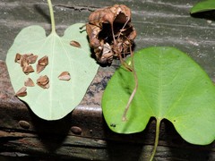 Aristolochia carterae