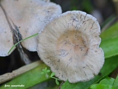 Clitocybe leucodiatreta