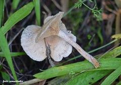 Clitocybe leucodiatreta