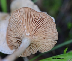 Clitocybe leucodiatreta