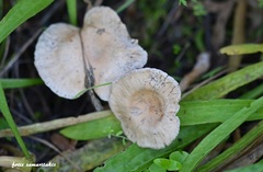 Clitocybe leucodiatreta