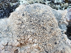 Aspicilia knudsenii