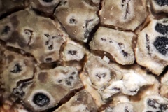 Aspicilia knudsenii