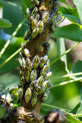 Ptyelus grossus