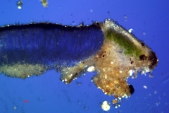 Aspicilia knudsenii