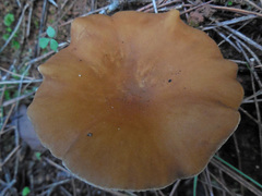 Bonomyces sinopicus
