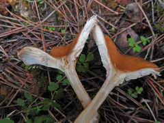Bonomyces sinopicus