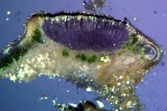 Aspicilia knudsenii