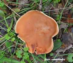 Rhodocybe gemina