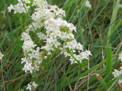 Galium sterneri