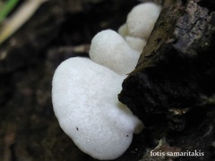 Clitopilus hobsonii