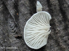 Clitopilus hobsonii