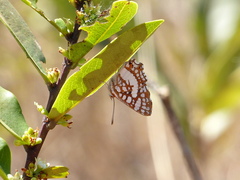 Ariconias glaphyra