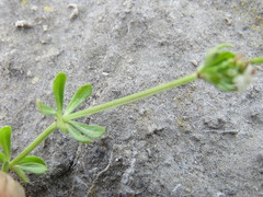 Galium sterneri