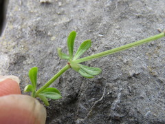 Galium sterneri