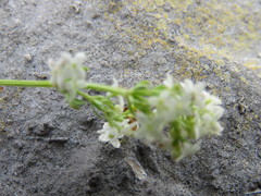 Galium sterneri
