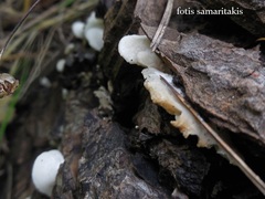 Clitopilus hobsonii