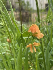 Lathyrus hierosolymitanus