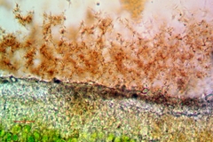 Aspicilia knudsenii