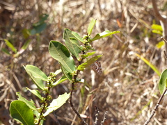 Ariconias glaphyra