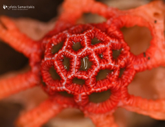Colus hirudinosus