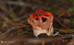 Colus hirudinosus
