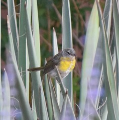Icteria virens