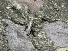 Schistocerca camerata