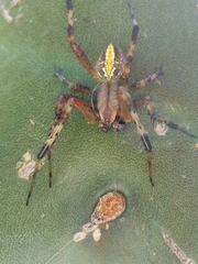 Neoscona oaxacensis