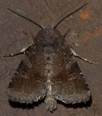 Oligia minuscula