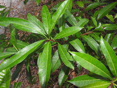 Sideroxylon foetidissimum