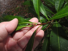 Sideroxylon foetidissimum